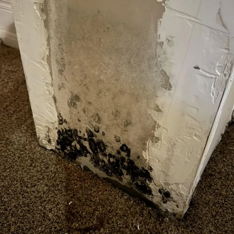 Professional Mold Removal in Danvers, IL